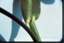 Barnyardgrass(blade and collar).jpg