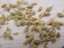 barnyardgrass.jpg.jpg