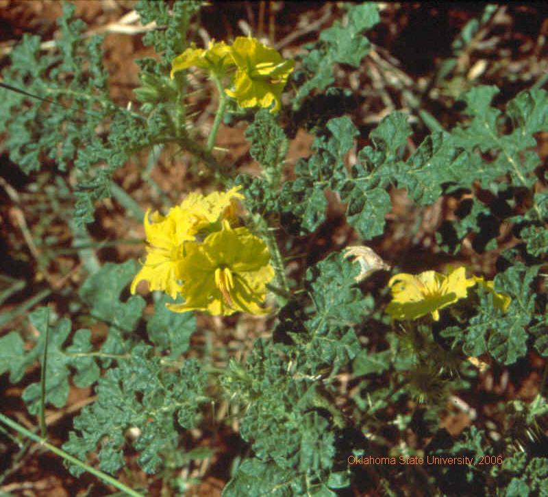 Buffaloburr-flowering.jpg
