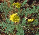 Buffaloburr-flowering.jpg