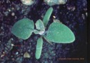 Lambsquarters (2 true leaves).jpg