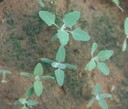 lambsquarters(seedlings).JPG