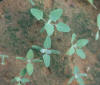 lambsquarters(seedlings)_small.JPG