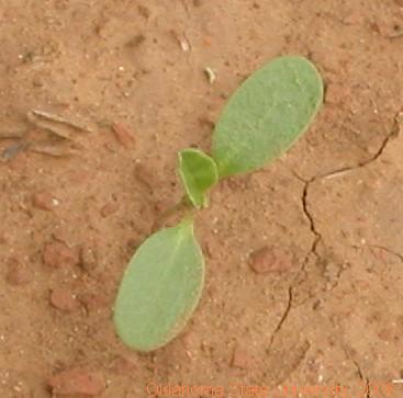 Common sunflower cotly.2.JPG
