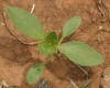 Common sunflower cotyl._small.JPG