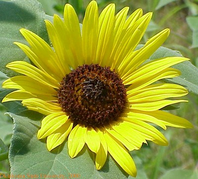 Mvc-008lcrop.jpg