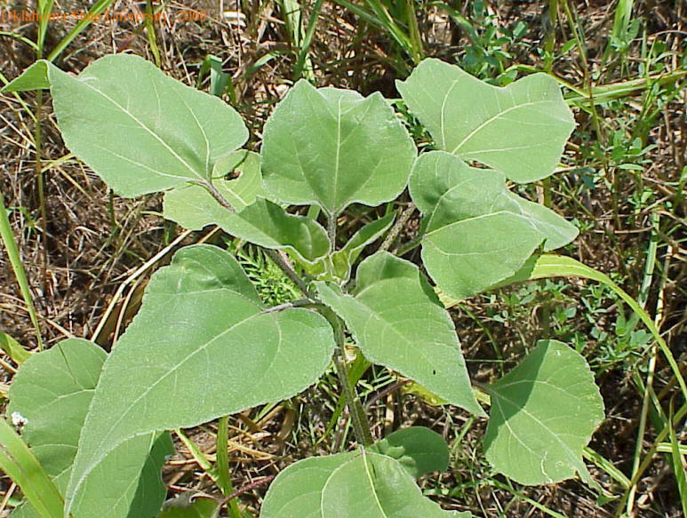 Mvc-013lcrop.jpg