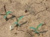 Crabgrass(seedling)_small.JPG