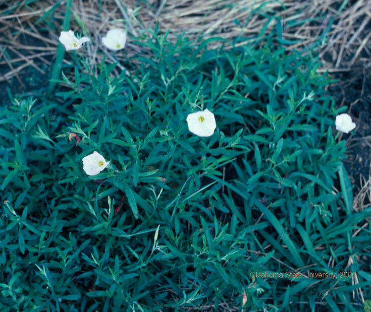 Cutleaf evening primrose-flowers.JPG