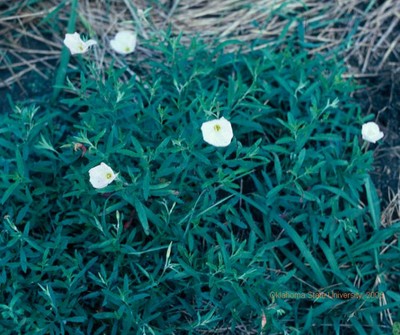 Cutleaf evening primrose-flowers.JPG