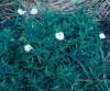 Cutleaf evening primrose-flowers_small1.JPG