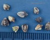 Giant ragweed-seeds_small.JPG