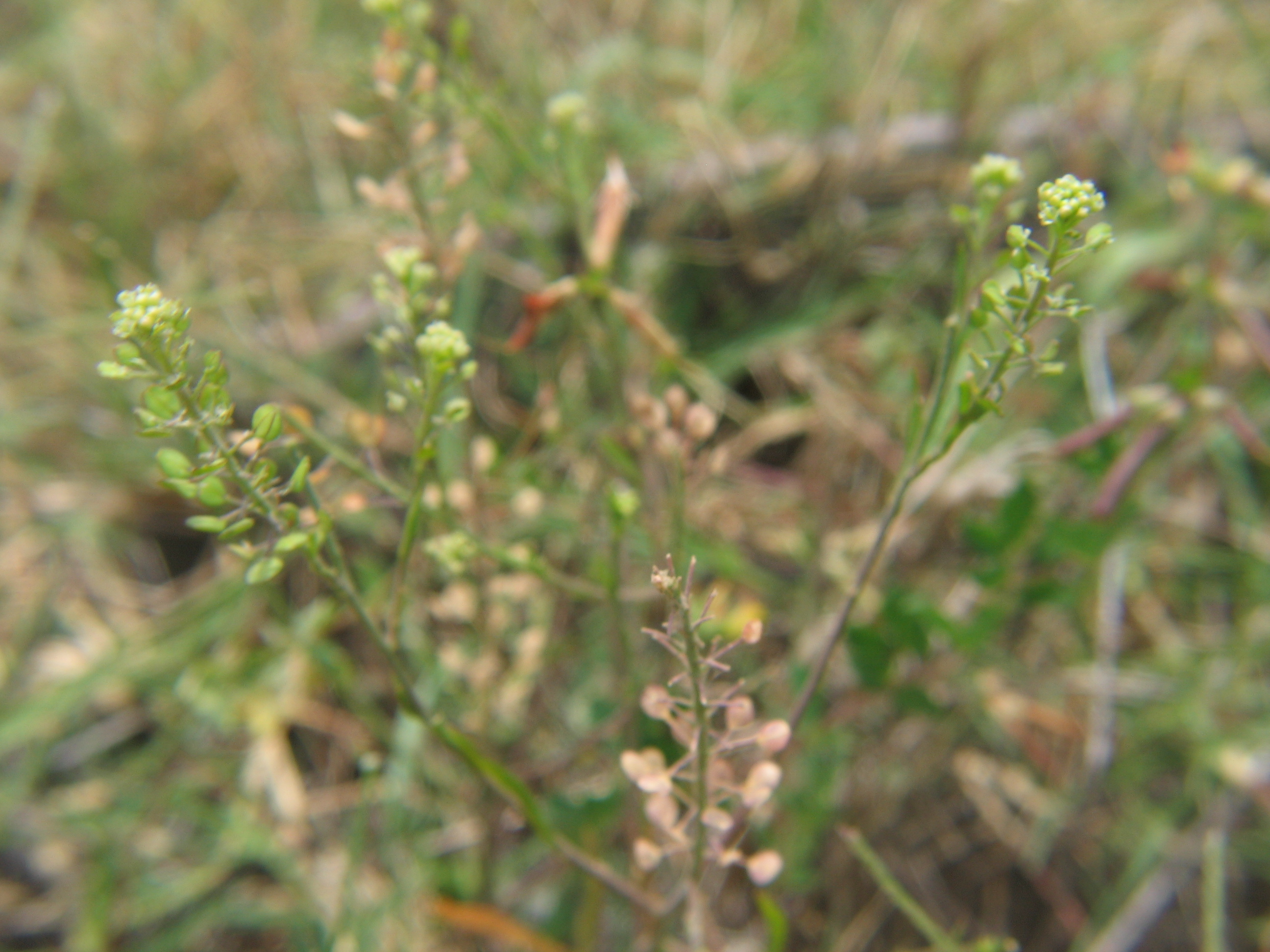 Greenflower Pepperweed Rep (2).JPG
