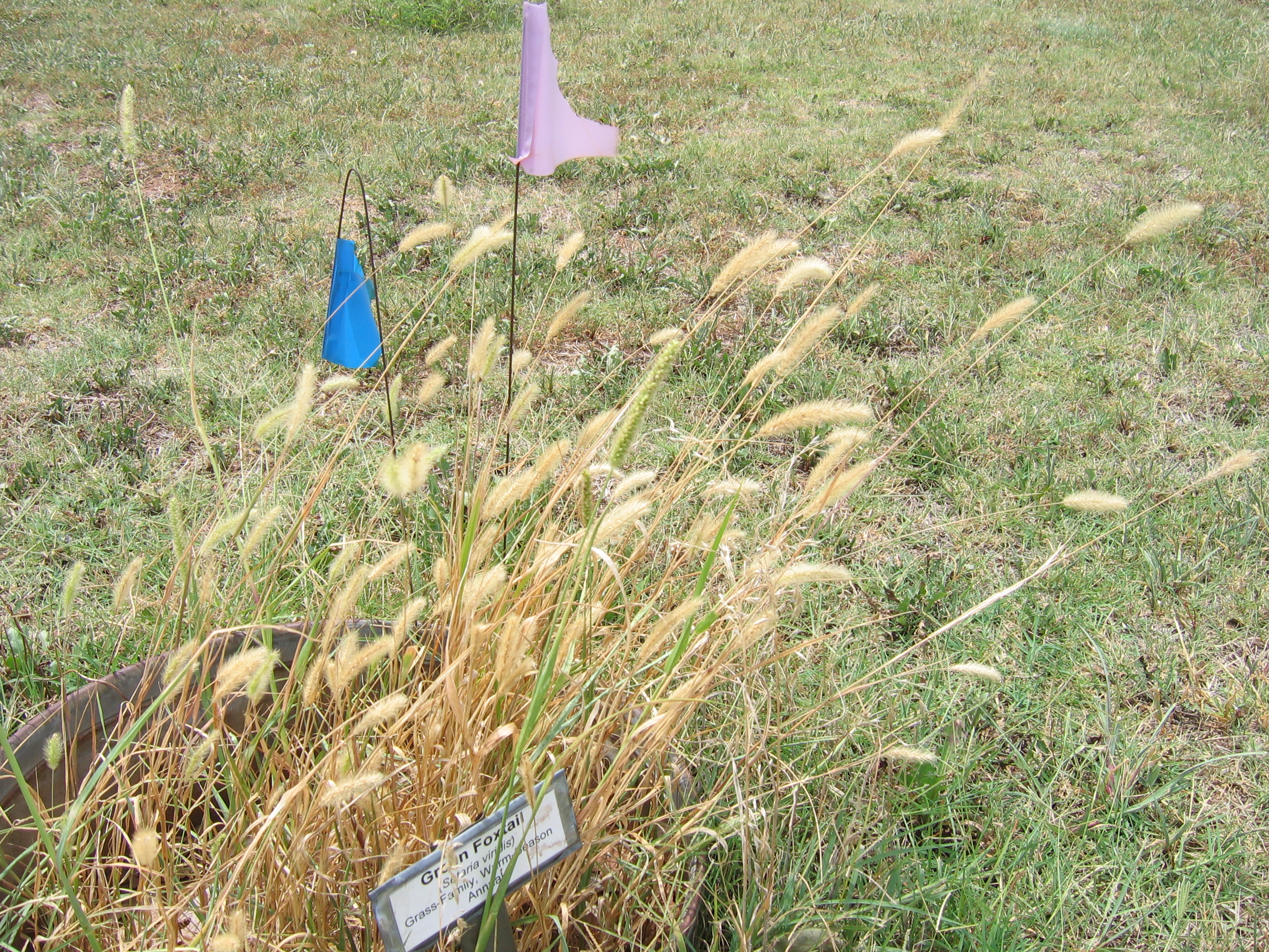Green Foxtail (12).JPG