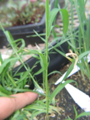Green Foxtail (18).JPG