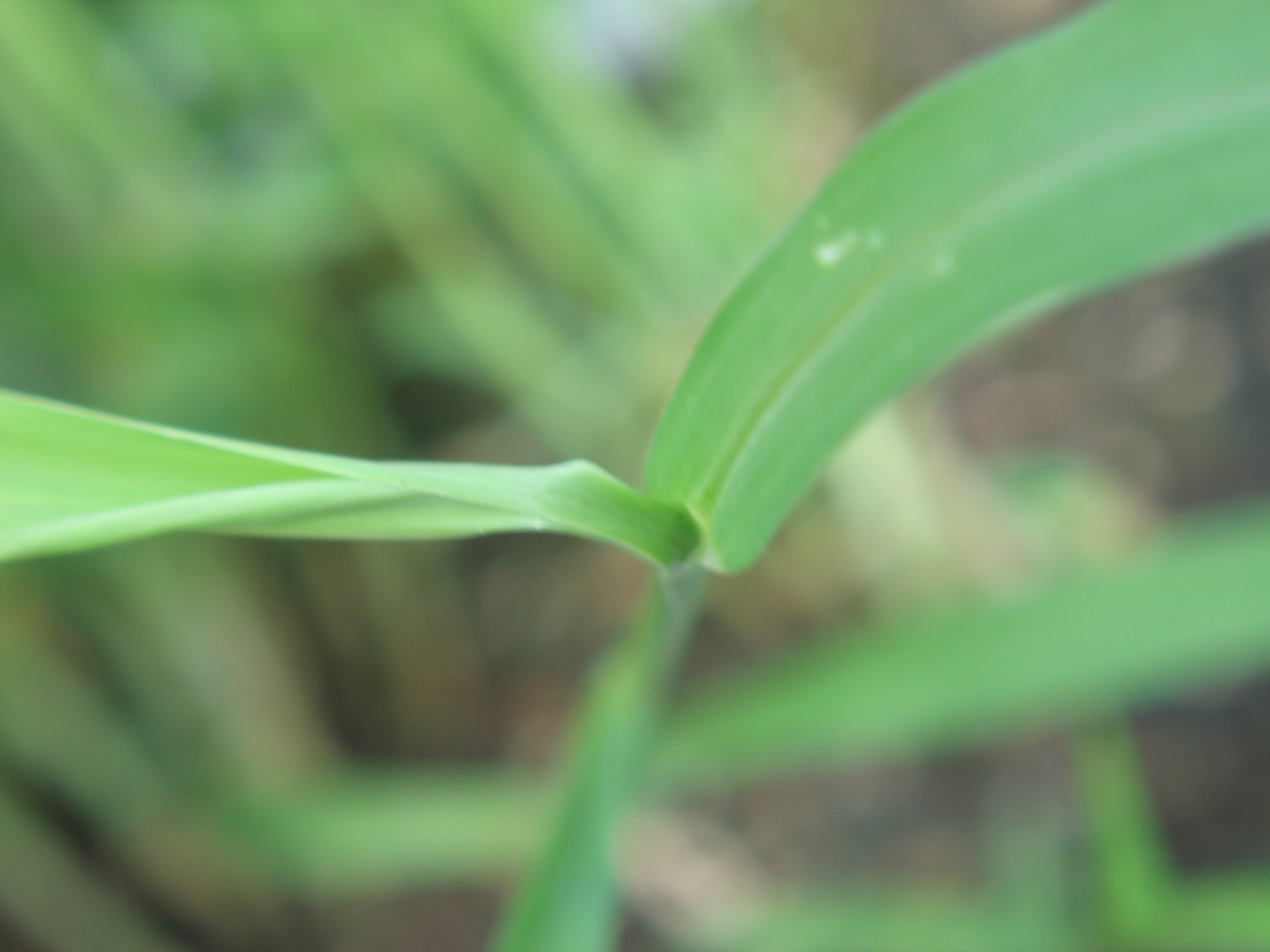 Green Foxtail (19).JPG