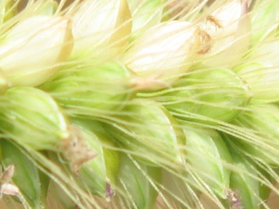 Green Foxtail (2).JPG
