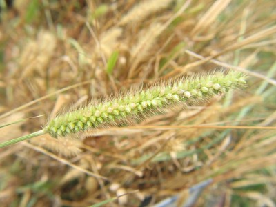 Green Foxtail.JPG