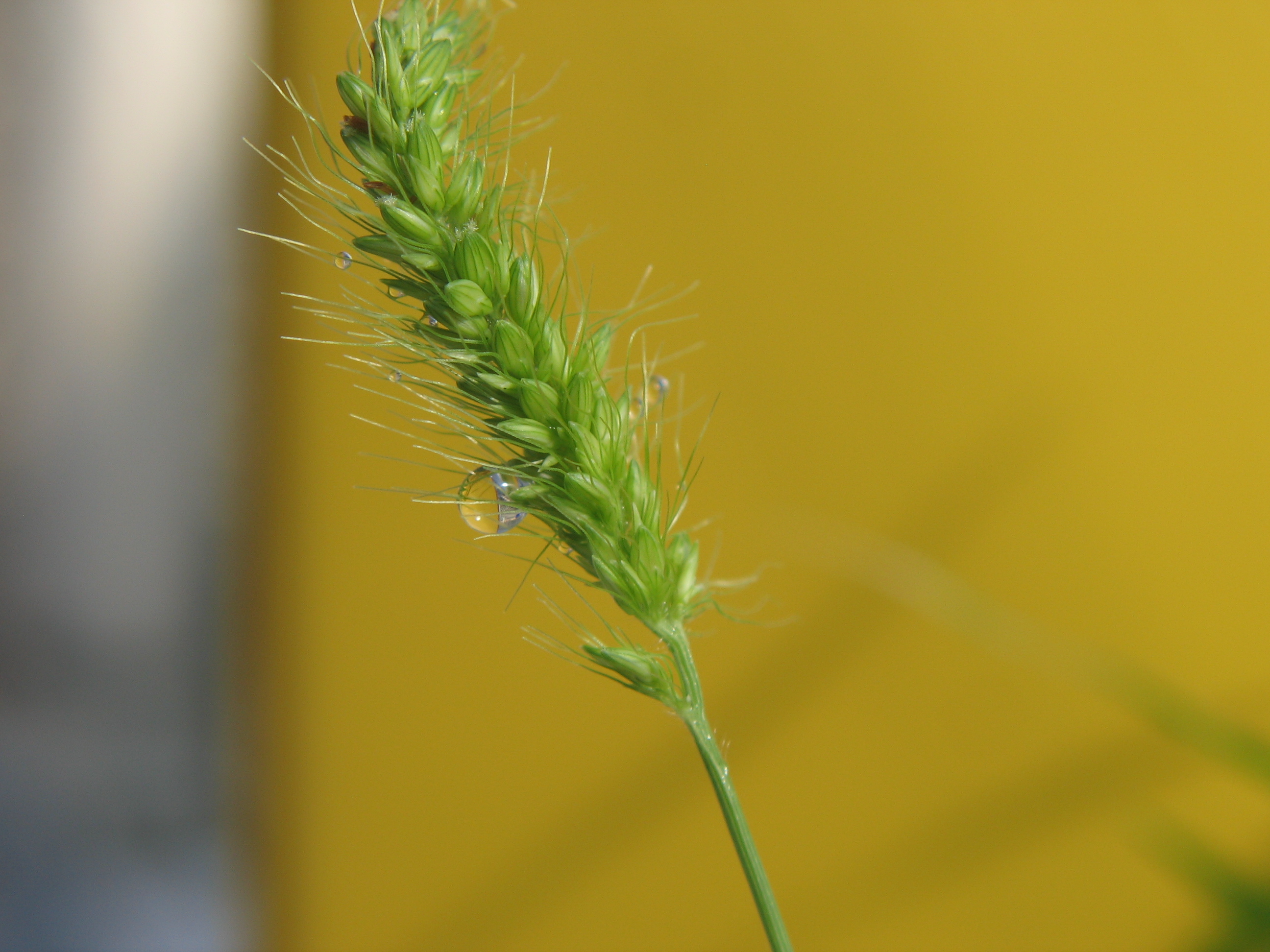 Green Foxtaill (3).jpg