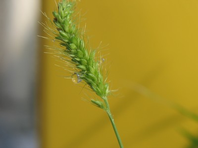 Green Foxtaill (3).jpg