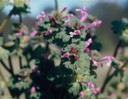 Henbit Florescence.JPG