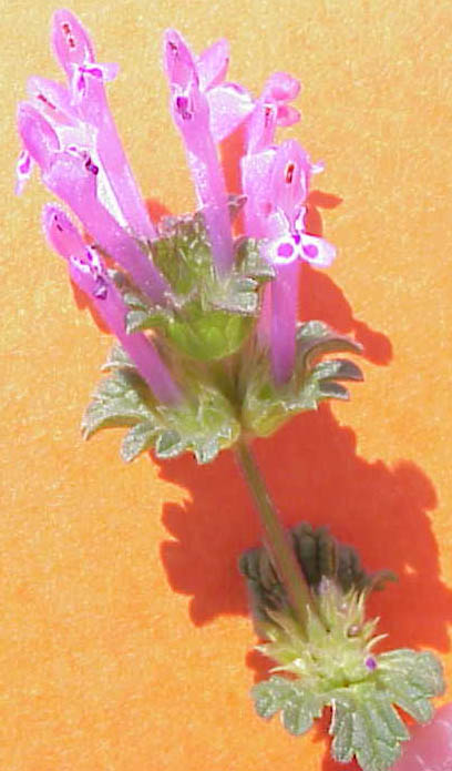 Inflorescence2.jpg