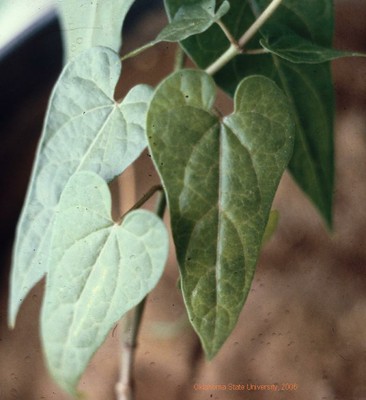 Honeyvine milkweed(leaves).JPG