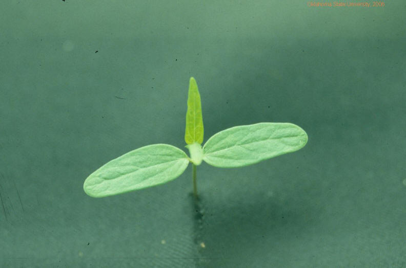 Honeyvine milkweed(seedling).JPG