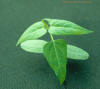 Honeyvine milkweed(seedling-2)_small.JPG
