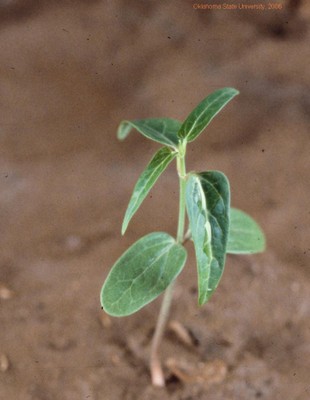 Honeyvine milkweed(seedling-4).JPG