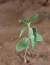 Honeyvine milkweed(seedling-4)_small.JPG