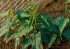 Honeyvine milkweed-2_small.JPG