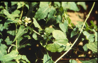 Honeyvine milkweed-6.jpg