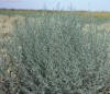 Kochia in field_small.JPG