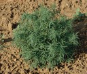 Kochia-3.JPG