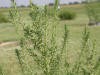 Kochia3_small.JPG