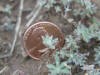 kochia cotyl. 2_small.JPG