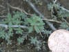 kochia seedling_small.JPG