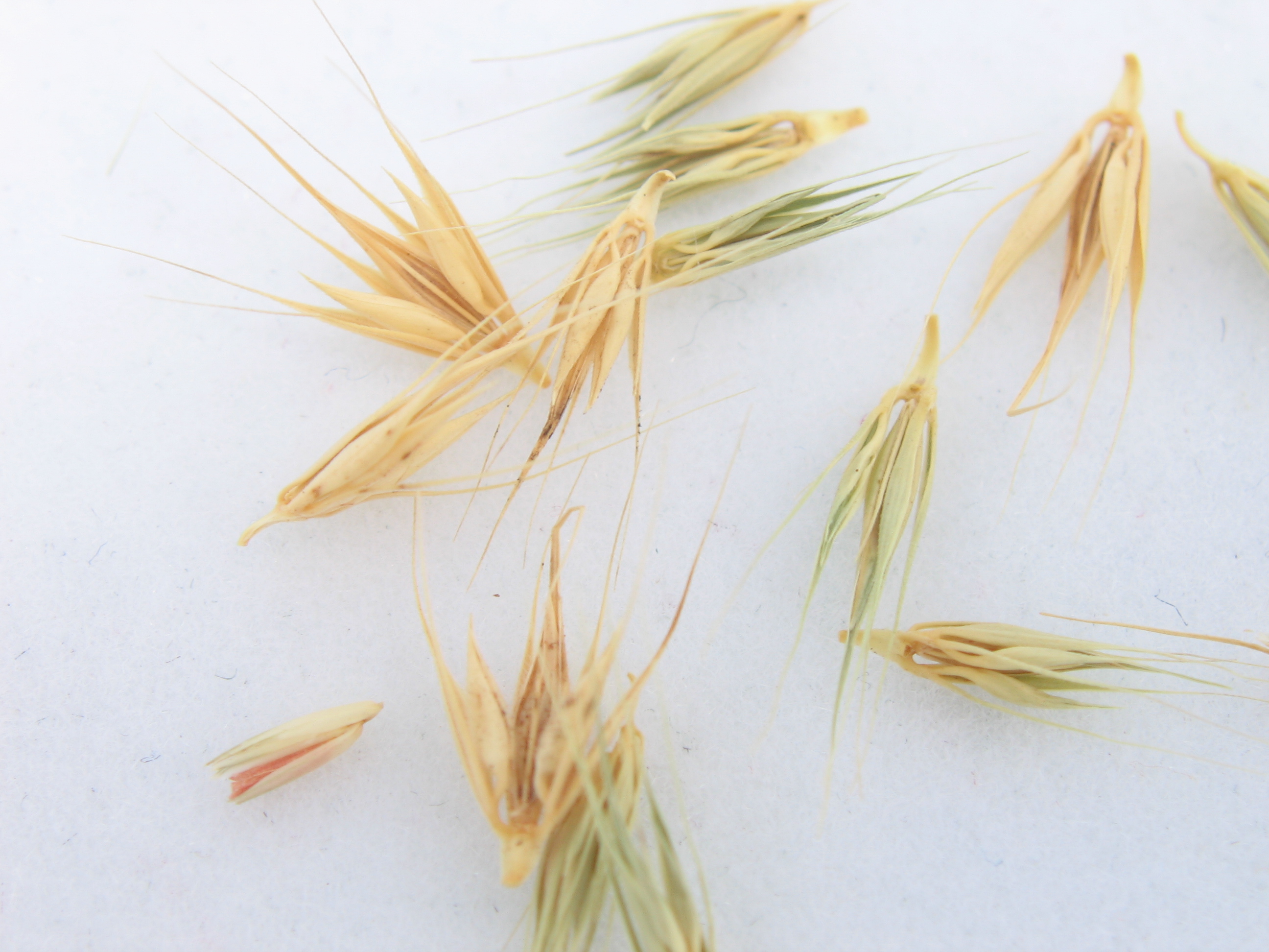 Little Barley (2).jpg