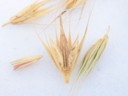 Little Barley (3).jpg