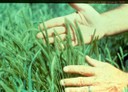 Little barley-4.jpg