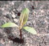 Pennsylvannia smartweed(seedling)_small.jpg