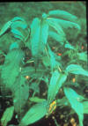 Pensylvannia smartweed_small.jpg