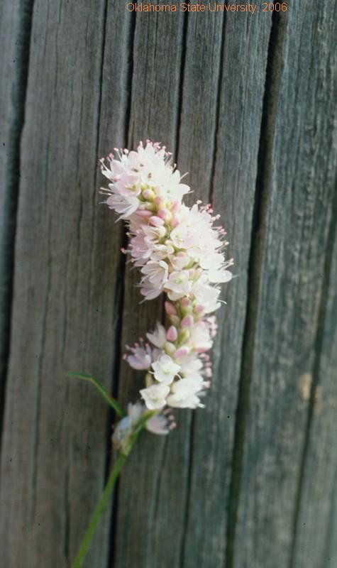 Smartweed-flower.JPG
