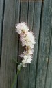 Smartweed-flower.JPG