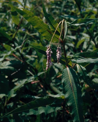 Smartweed-flowering.JPG
