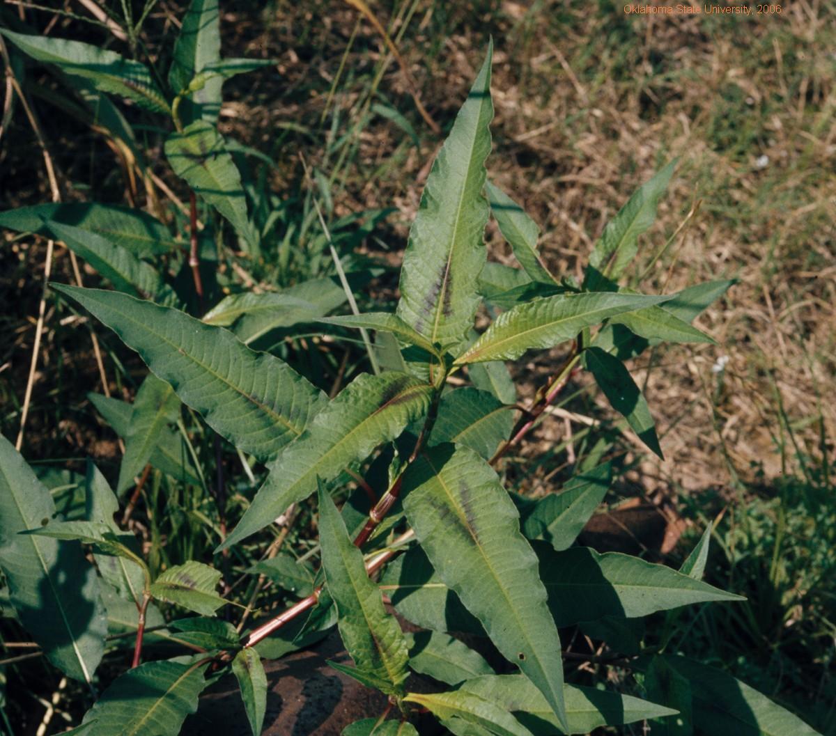 Smartweed-vegetative.JPG