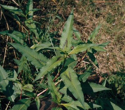 Smartweed-vegetative.JPG