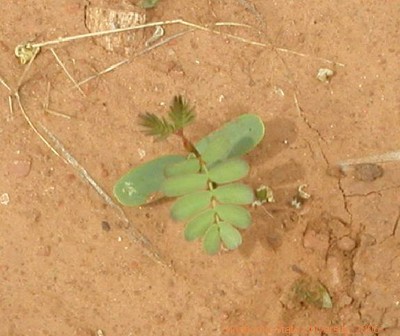 Puncturevine.JPG