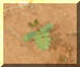 Puncturevine_small1.JPG